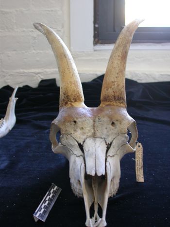 Media type: image;   Mammalogy 17392